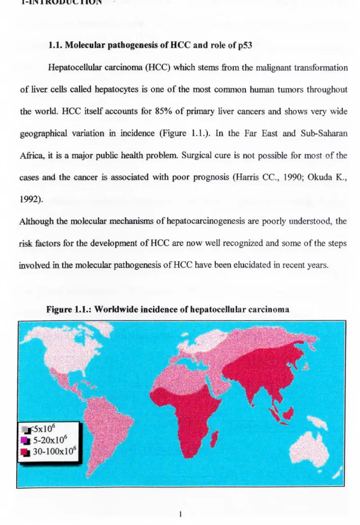 Figure 1.1.:  Worldwide incidence of hepatocellular carcinoma