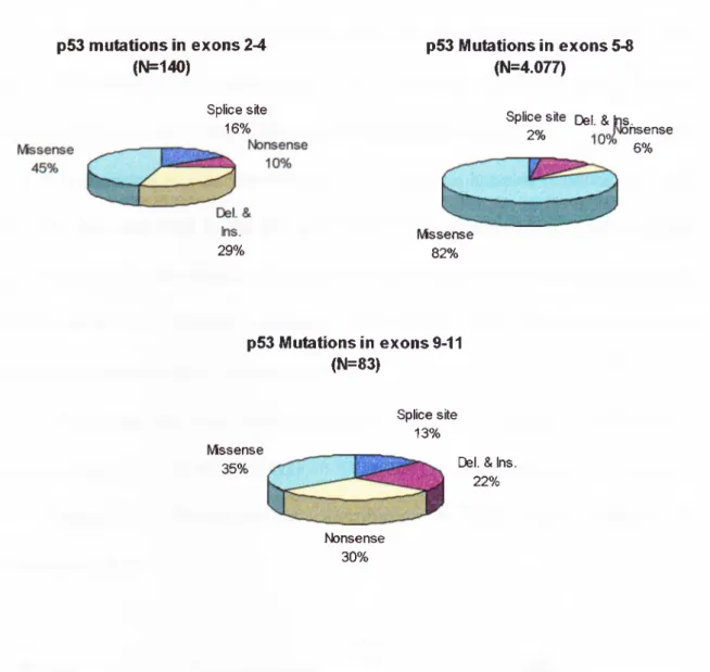 Figure  1.4.  Distribution of p53  mutations in  different exons