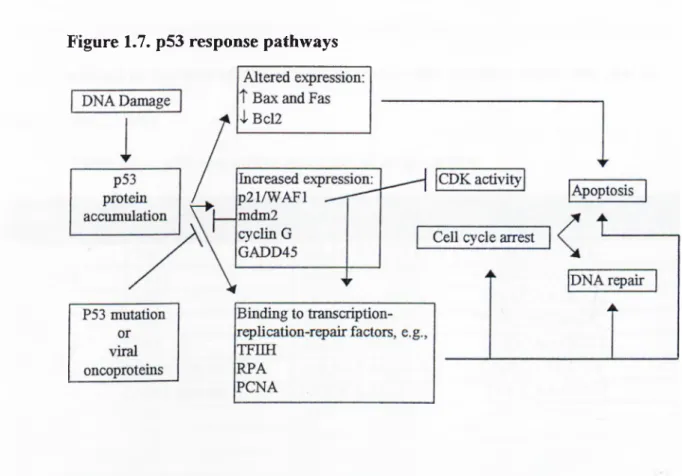Figure 1.7. p53 response pathways