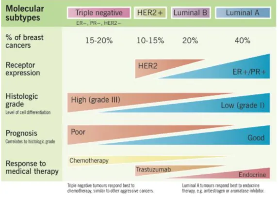 Figure 1.1: Molecular subtypes of breast cancer and their characteristics 7