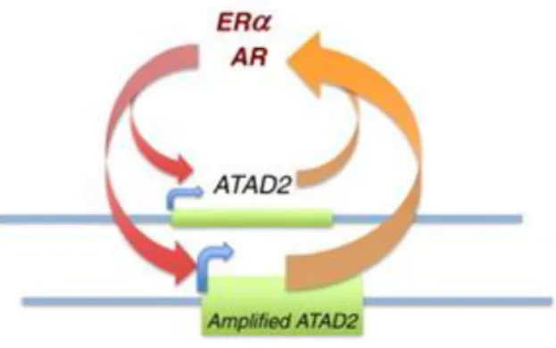 Figure 1.2: ATAD2 and ERα amplification loop. Amplified ATAD2 expression in cancer  cells contribute to this amplification loop as well 