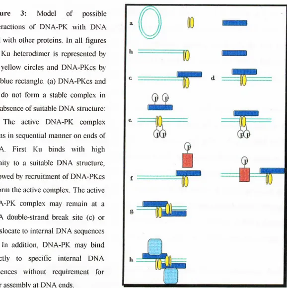Figure  3:  Model  of  possible  interactions  o f  DNA-PK  with  DNA  and  with  other  proteins