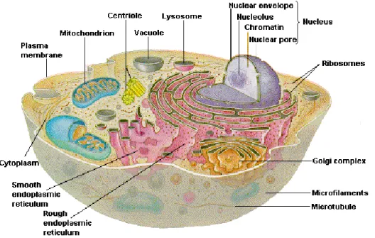 Figure 1: Structure of a typical eukaryotic cell (Chiras, 2011) 