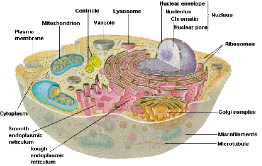 Figure 1: Structure of a typical eukaryotic cell (Chiras, 2011) 