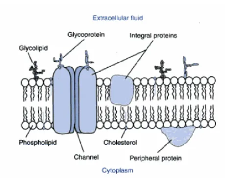 Figure 2: Cell membrane (Rhoades and Bell, 2009) 