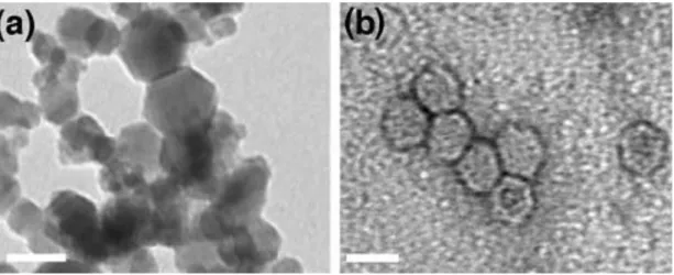 Figure 8: TEM micrographs of (a) iron oxide nanoparticles and (b) CPMV  nanoparticle. The length of scale bar is 30 nm (Zhang et al., 2008) 