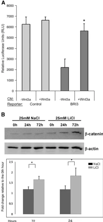 Fig. 4. BRI3 is a target of Wnt/β-catenin/TCF signaling in some of the non-liver contexts