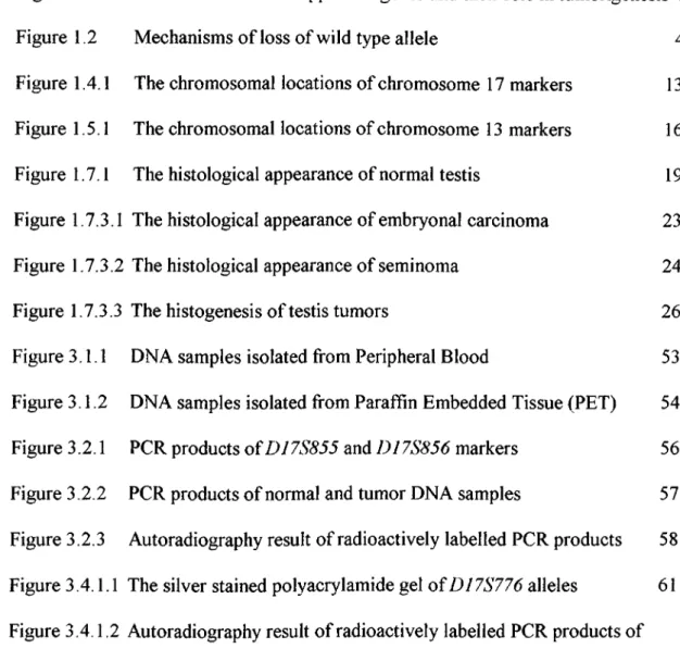 Figure  1.1  Functions of tumor suppressor genes and their role in tumorigenesis  2