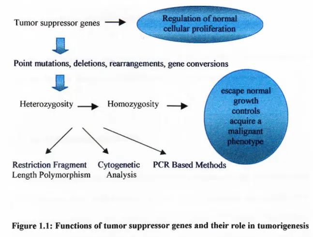 Figure 1.1:  Functions of tumor suppressor genes and their role in tumorigenesis