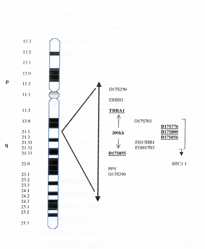 Fig. 1.4.1  shows  the  chromosomal  location  of  markers  used  in  LOH  studies  to  determine the presence of the BRCA1  gene.
