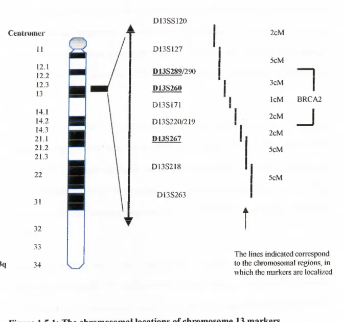 Figure 1.5.1:  The chromosomal locations of chromosome  13 markers