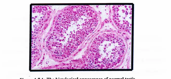 Figure 1.7.1:  The histological appearance of normal testis.