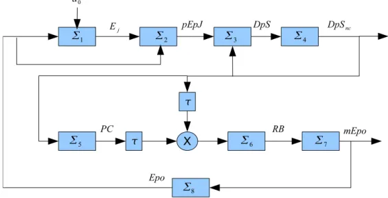 Figure 4.1: The feedback loop involved in the process of Erythropoiesis.