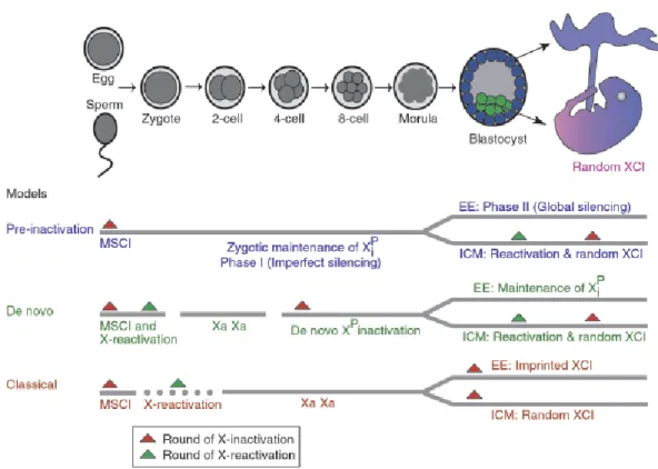 Figure 1.3  Models in relation to the XCI timing in the embryo a) pre-inactivation  b) de novo inactivation c) classical model (Huhyn, 2004) 