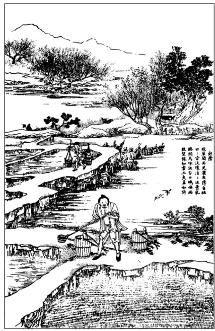 Fig. 11 Fertilizing the rice seedlings in the nursery bed before transplanting (Gengzhi tu, Yongzheng imperial edition of 1742, 1/8b)