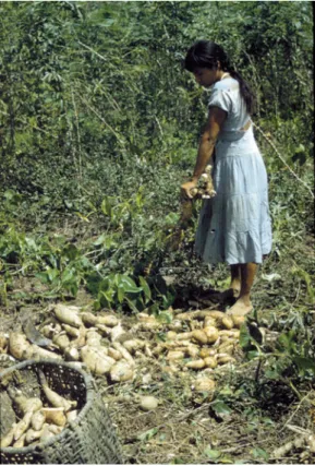 Fig. 14 Cachama. Teresa Tamanaico stripping manioc tubers from uprooted plants. Cachama, Venezuela.