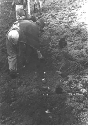 Fig. 27 San Pedro. Jose´ Narvaez planting ocas. Hacienda San Pedro, Can˜ar. Ecuador. September 1969 (Photo by Karl H