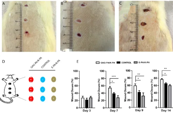 Figure 2. Wound closure was accelerated in GAG-PA/K-PA-treated wounds compared to controls