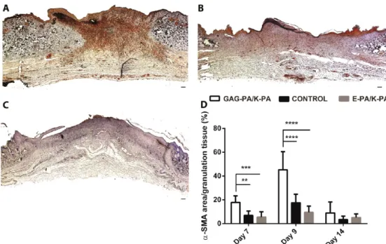 Figure 5. Accelerated blood vessel intensity in GAG-PA/K-PA treated wound areas suggests that heparin mimetic peptide nanoﬁber treatment induced angiogenesis