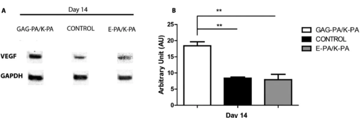 Figure 7. Monocyte/macrophage inﬁltration was increased in GAG-PA/K-PA treated wounds on day 9