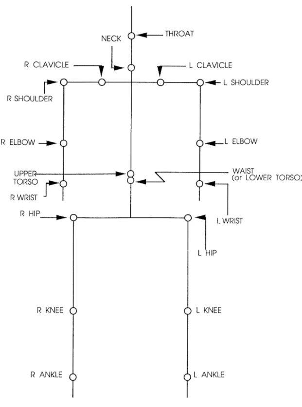 Figure  2.4;  Joints  included  in  the  model  as  a  tree  structure