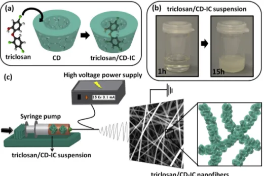 Fig. 1. Schematic representation of (a) IC formation between CD and triclosan. (b) the photograph of triclosan/HP␤CD-IC suspension for 1 h and 15 h periods