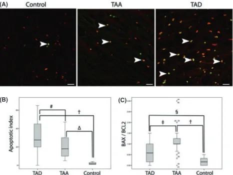 Figure 3 (A) Representative micrographs showing immunofluorescent TUNEL labeling within medial layer of serial aortic paraffin sections