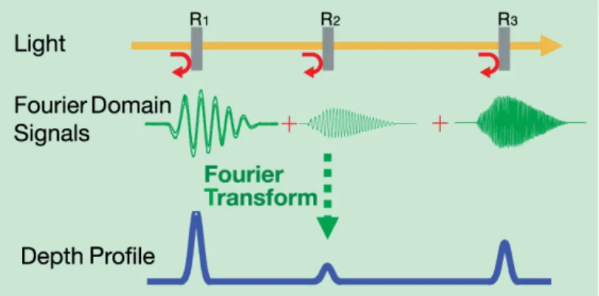 Figure 2.9: Different wavelengths reflected from corresponding depths and in- in-terfere with reference beam to construct the final image