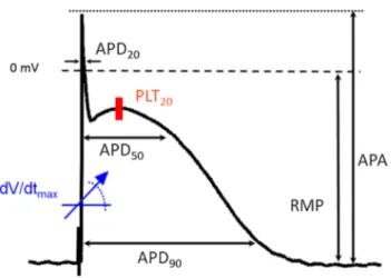 Fig. 1   Action potential from a patient in sinus rhythm to illustrate  analysis of action potential parameters