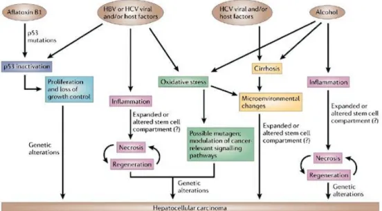 Figure 1.1 [9].  Mechanisms for Hepatocellular carcinogenesis 
