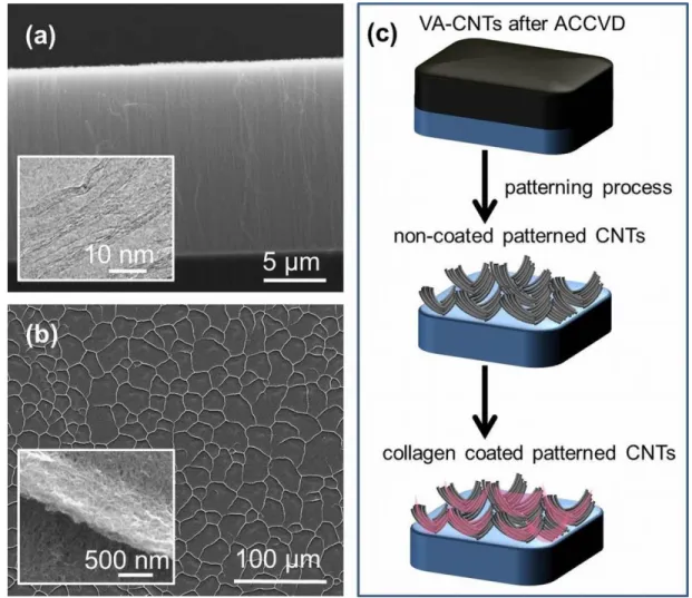 Figure 3.1: (a) Side view SEM images of VA-CNTs. Inset shows TEM image of CNTs. 