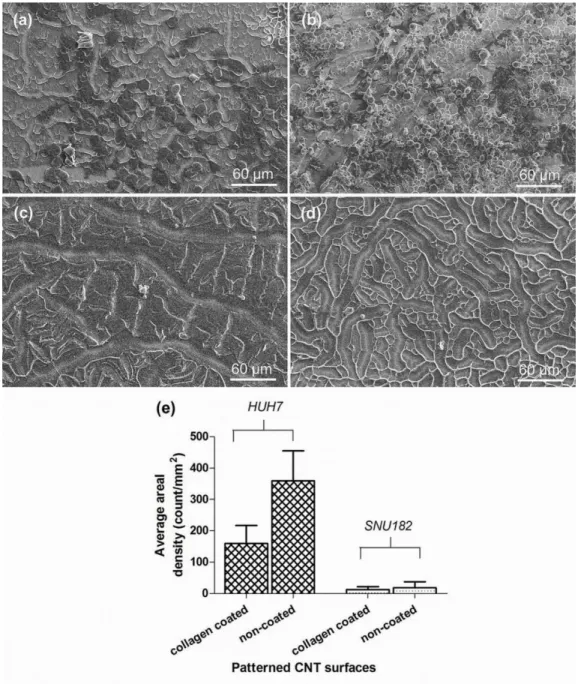 Figure 3.3: Low vacuum SEM images of HUH7 and SNU182 cancer cells after seeded  and  cultured  for  3  days  on  (a,c)  collagen  coated  and  (b,d)  non-coated  patterned  CNT  surfaces, respectively