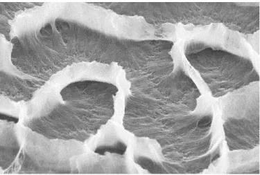 Figure 3.4: High vacuum SEM image of a collagen coated patterned CNT surface.   