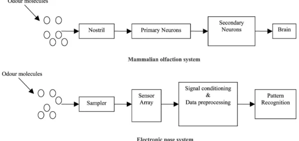 Figure 1.2: A schematic of e-noses mimicking the mammalian nose. Image from Ref. 28