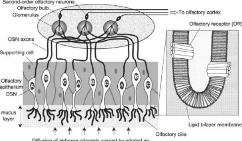 Figure 1 When any volatile molecules reach the nasal cavity, they diffuse through the mucus  and reach olfactory receptors