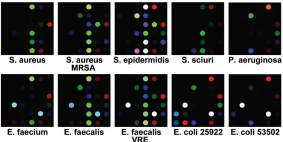 Figure 3 Colorimetric sensor array responses for volatile organic compounds produced by 10  different  bacteria  species  [43]