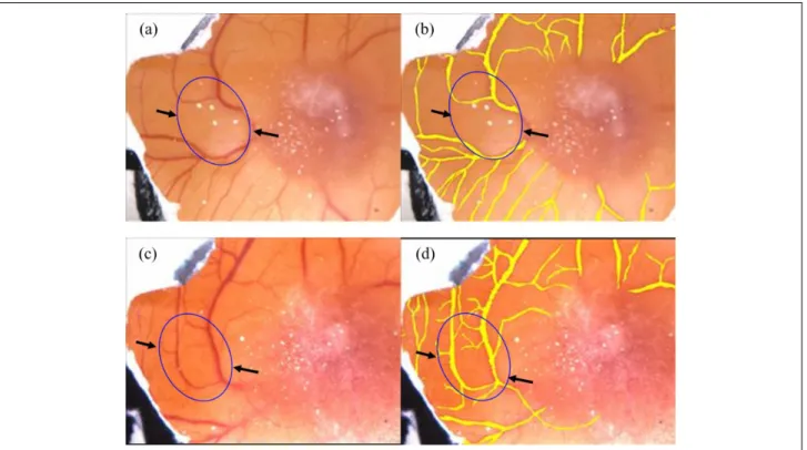 Figure 4. Effect of aspartame solution on CAM before (a) and after 24 h (c). In images (b) and (d), the same vessels with (a) and (c) were highlighted with yellow to be seen clearly