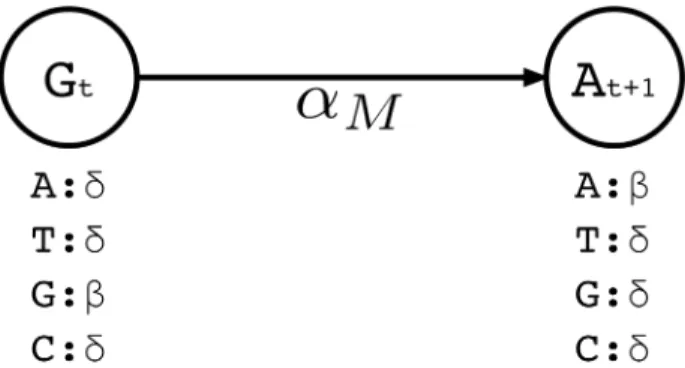 Figure 3.2: A small portion of the profile HMM built by Hercules. Here, two match states are shown, where the corresponding long read includes G at location t, followed by nucleotide A at location t + 1