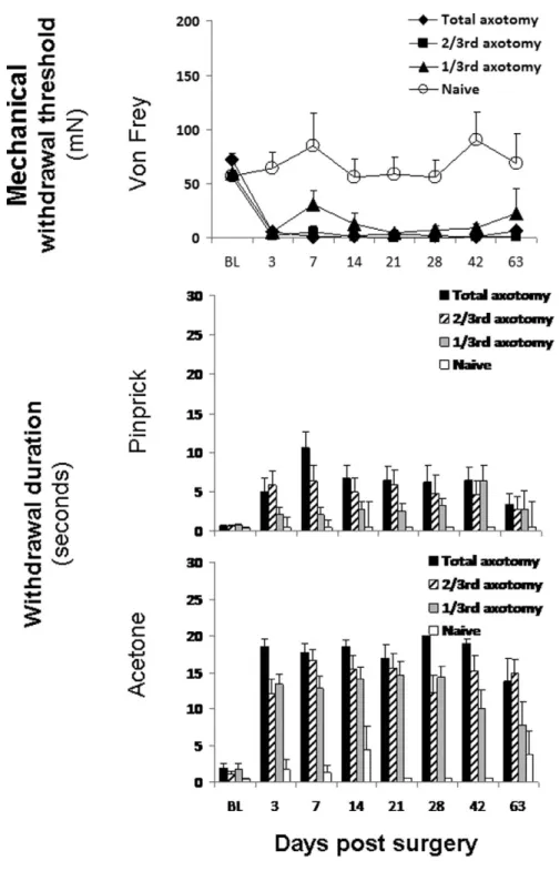 Figure 2. Summary of baseline and postoperative ipsi-sural hindpaw responses to different sensory stimuli for each of the 4 different study groups of rats