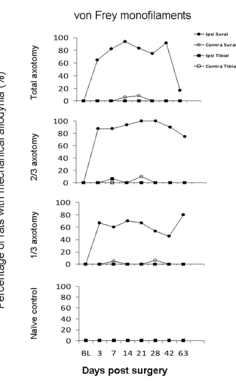 Figure 5 shows the same analysis for pinprick. There was greater variability in these measures with even unoperated control rats occasionally exhibiting  pro-longed withdrawal