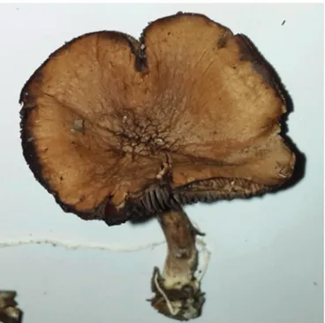 Şekil 3. Inocybe lacera’nın Türkiye’deki yayılışı