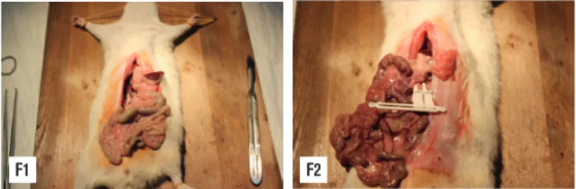 Figure 1: Laparotomy was done and superior mesenteric artery was found Figure 2. Superior mesenteric artery was clamped with a bulldog clamp at the aortic  bifurcation and mesenteric ischemia was generated.