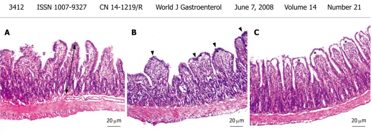 Table 1  Mean number of villi per cm and mean height of  mucosa (μm)