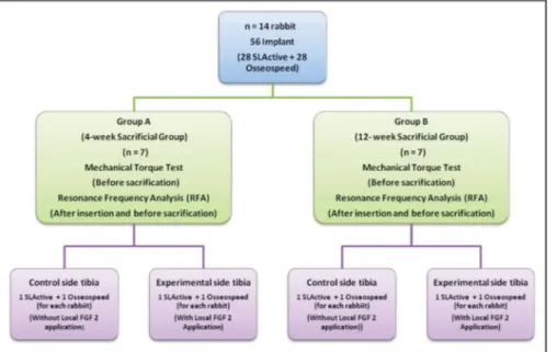 Fig. 2. The bFGF was applied only in 1 leg that assigned as a test group using  micro-pipette.