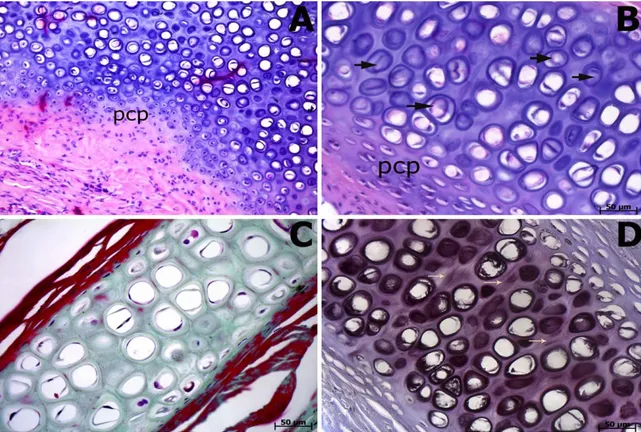 Fig. 5. Histological examination of diced cartilage grafts wrapped with PRFM. (A) Severe peripheral chondrocyte proliferation in the samples of cartilage tissue wrapped with PRFM (pcp) (hematoxylin and eosin [H&amp;E], magnification 3200)