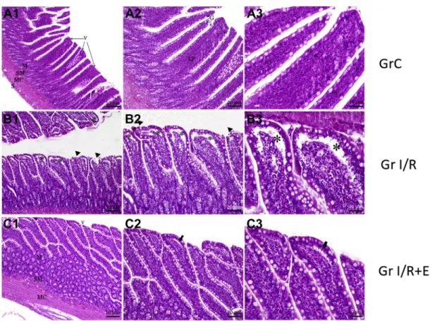 Fig. 5 e Histopathologic view of ileum in all groups. This panel of the rat ileum is stained with hematoxylin-eosin
