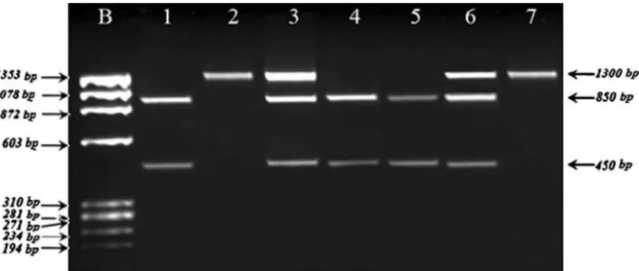 Fig. 1 RFLP analysis of the PvuII polymorphism. Lane 1, 4, 5: Two fragments of 850 bp and 450 bp for pp genotype, Lane 2: undigested PCR product of 1300 bp for PP genotype, Lane 3, 6: Three fragments