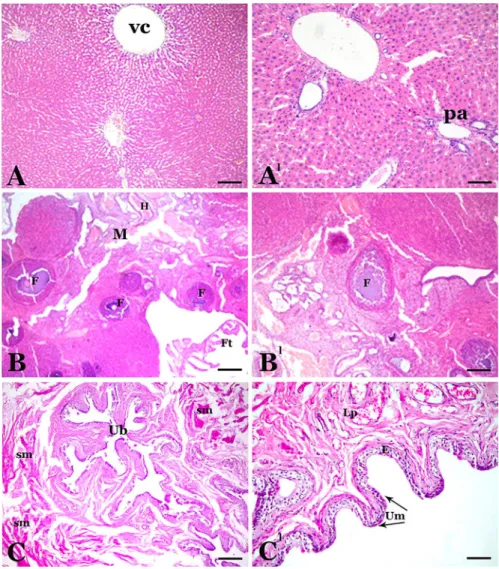 Fig. 1 vc = vena centralis (terminal hepatic venule), pa = portal area, M = medulla, F = follicle, H = helicine artery, Ft = fallopian tube, Ub = urinary bladder, sm = smooth muscle, Lp = lamina propria, E = transitional epithelium, Um = umbrella cells
