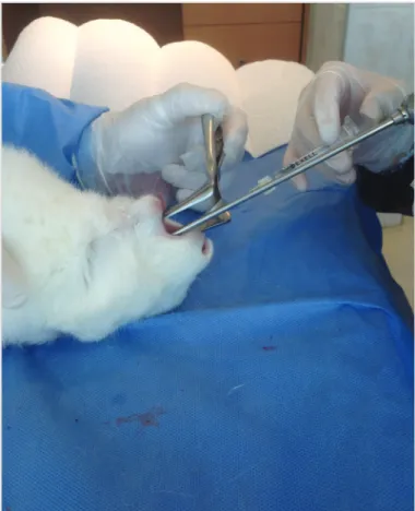 Figure 1. Exposition of rabbit vocal cord using a speculum and a  0-degree endoscope