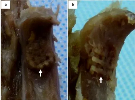 Figure 4. Macroscopic examination of B type scaffolds at 6 weeks post-implantation: (a) some scaffolds were slightly displaced (raised from the bone surface; white arrow), while (b) most retained their ﬁt (ﬂush with the bone surface; white arrow)